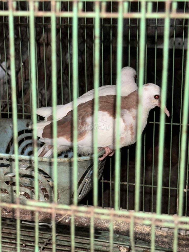 Chim bồ câu cảnh giống Khỏe mạnh Nhanh nhẹn. Mua bán Chim tại Huyện Bắc Tân Uyên Bình Dương được đăng bởi Bồ Câu Bình Dương hình 1
