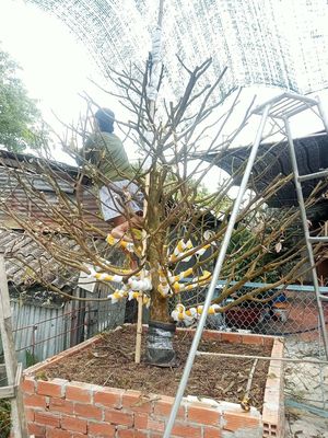 Mai vang 61h. Mua bán Cây cảnh, đồ trang trí tại Huyện Châu Thành Đồng Tháp được đăng bởi Phi bảo