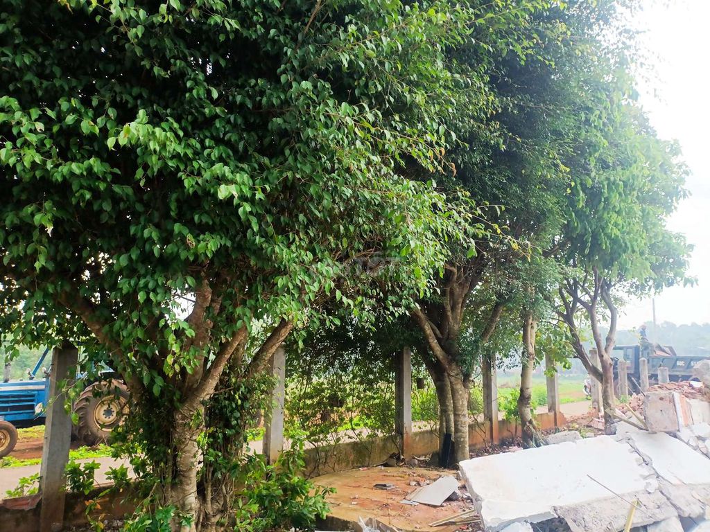 thanh lý 4 cây xanh. Mua bán Cây cảnh, đồ trang trí tại Huyện Châu Đức Bà Rịa - Vũng Tàu được đăng bởi nguyễn văn linh hình 1