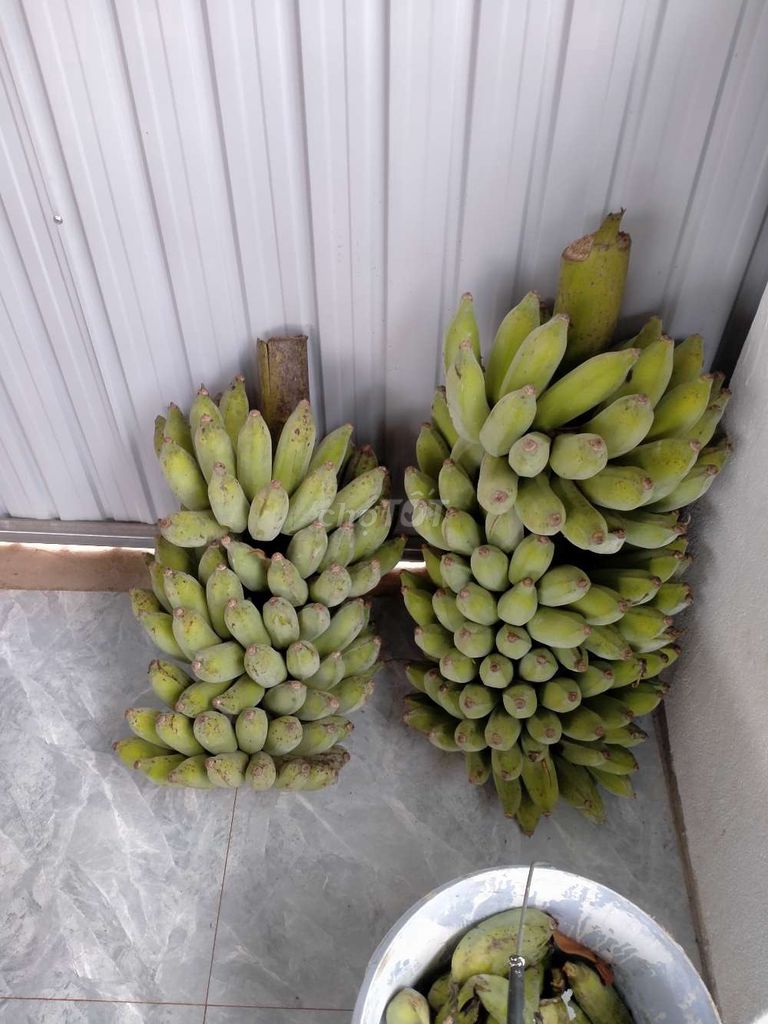 Chuối xanh Đắk Mil tươi ngon. Mua bán Đồ ăn, thực phẩm và các loại khác tại Huyện Đắk Mil Đắk Nông được đăng bởi Sam coffe Tea  Food hình 1