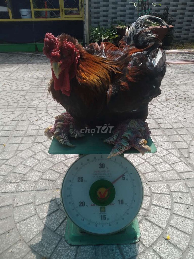 Gà đông tảo thuần 250k/1kg