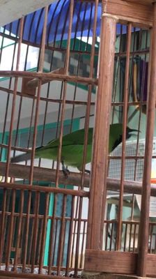 thanh tước. Mua bán Chim tại Quận 7 Tp Hồ Chí Minh được đăng bởi a châu