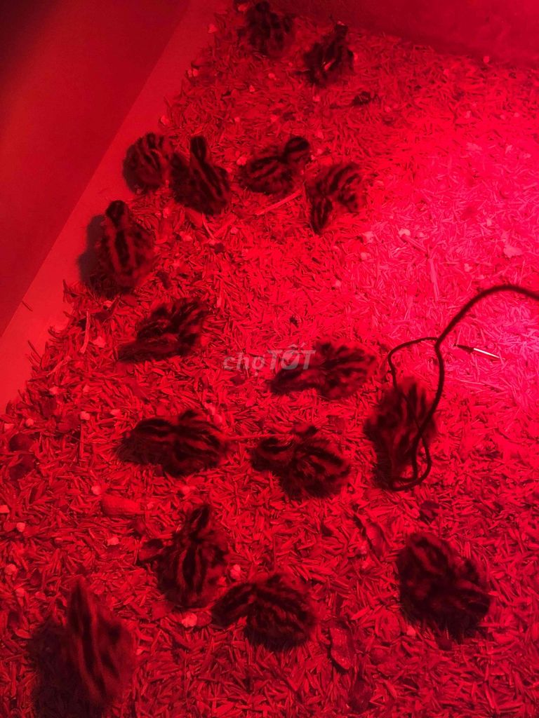 Chim cút 3 ngày tuổi 3,5k/con. Mua bán Chim tại Quận Tân Bình Tp Hồ Chí Minh được đăng bởi Vivo pet hình 1