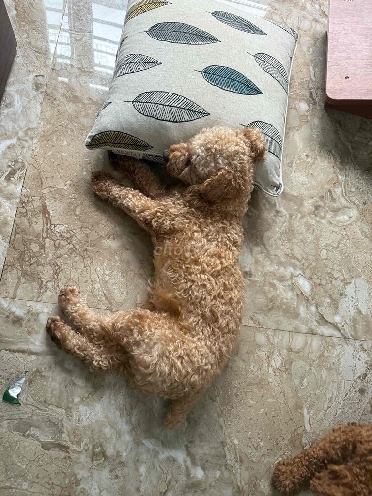 Chó Poodle nâu vàng 1 tuổi. Mua bán Chó tại Quận Hải Châu Đà Nẵng được đăng bởi Vân Khánh hình 1