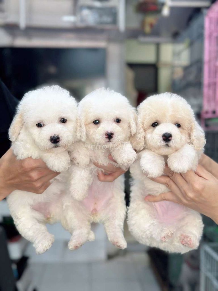 POODE TUNY TÌM NHÀ MỚI. Mua bán Chó tại Quận Bình Tân Tp Hồ Chí Minh được đăng bởi My Hoạ hình 6
