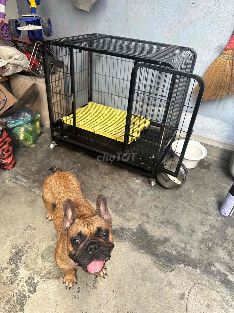 Chó Bull Pháp cái gần 1 tuổi màu Nâu. Mua bán Chó tại Quận Lê Chân Hải Phòng được đăng bởi santafe hình 1