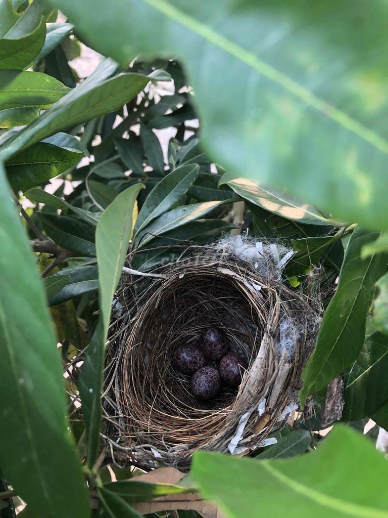 Trứng chim 4 quả. Mua bán Chim tại Huyện Nông Cống Thanh Hóa được đăng bởi Lich dovan hình 1