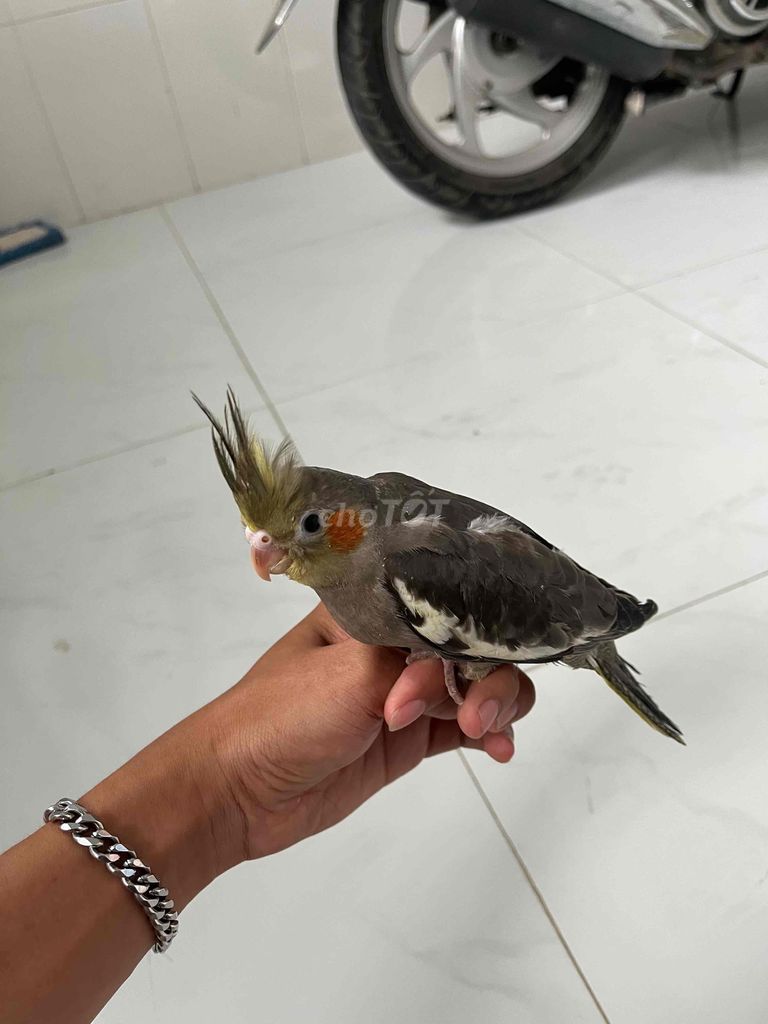 vẹt cockatiels có bớt