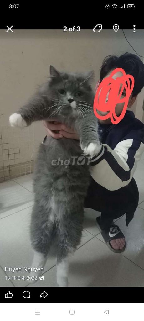 Mèo cảnh đực màu Xám trắng. Mua bán Mèo tại Thành phố Bắc Ninh Bắc Ninh được đăng bởi Huyền Nguyễn hình 1