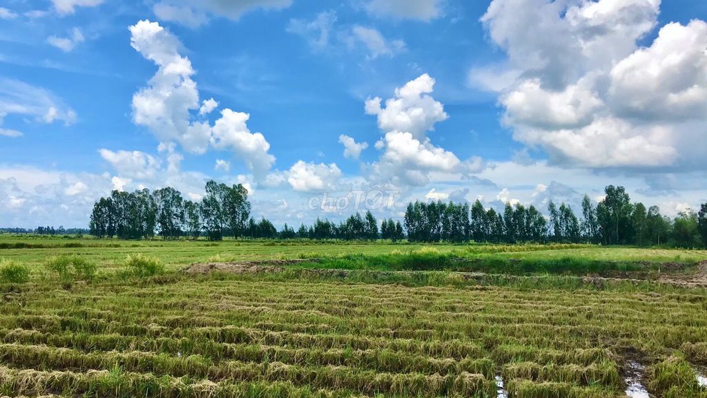 0945280203 - Bình Thuận đất nông nghiệp giá 50k/m2