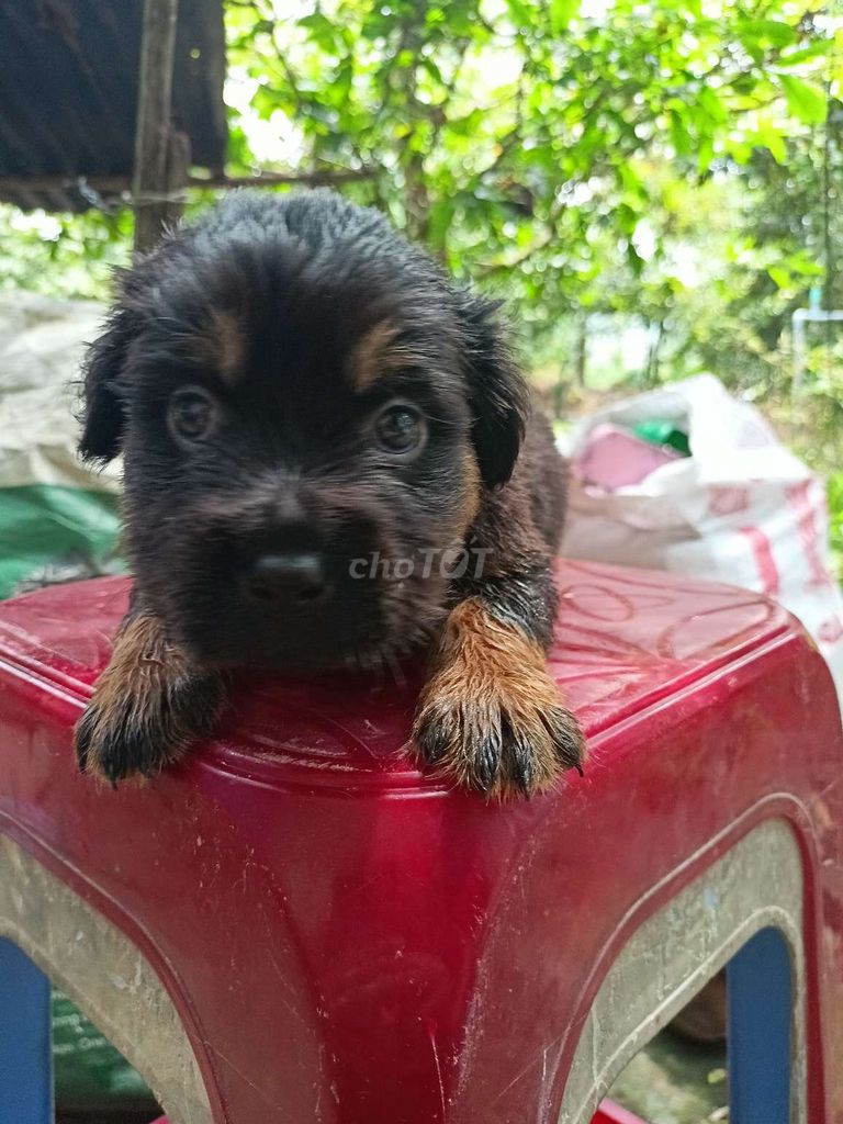 Cần rả các em bé chó. Mua bán Chó tại Huyện Cai Lậy Tiền Giang được đăng bởi Huy Nguyen hình 3