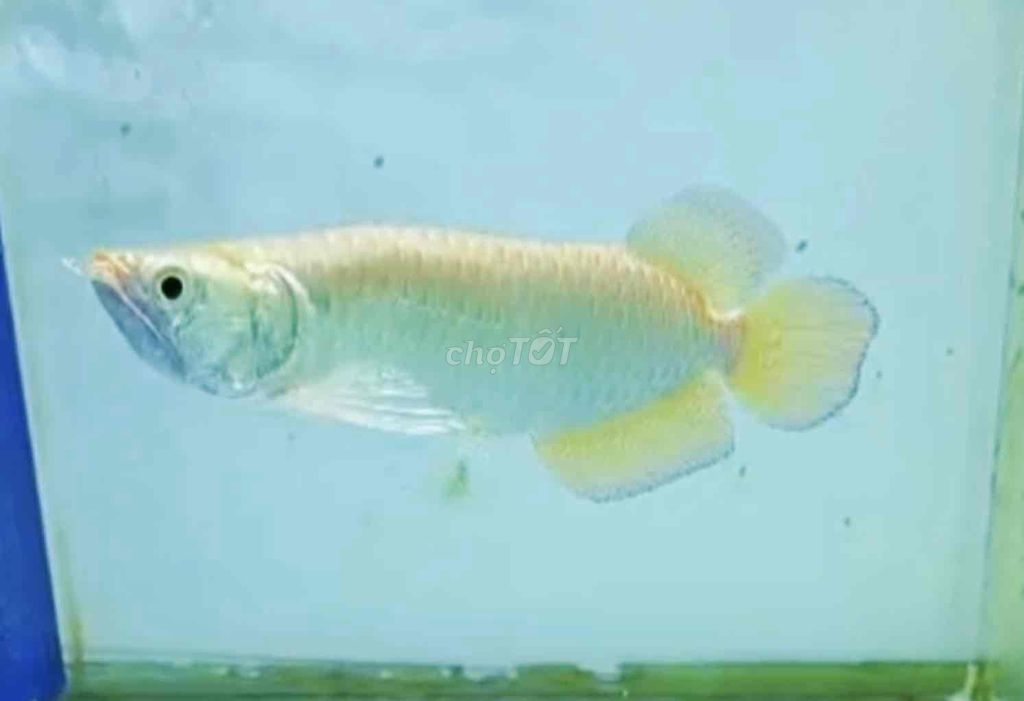 Cá cảnh Kim long úc king nhẹ size 22cm. Mua bán Thú cưng khác tại Quận Tân Bình Tp Hồ Chí Minh được đăng bởi Duy Fish hình 1