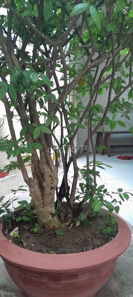 Mai chiếu thủy 2m. Mua bán Cây cảnh, đồ trang trí tại Quận Cẩm Lệ Đà Nẵng được đăng bởi mauanh hình 1