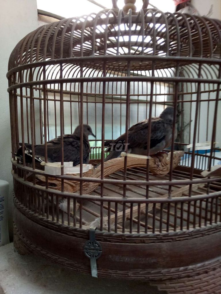 Chim cu gáy to 1 tháng tuổi. Mua bán Chim tại Quận Hoàng Mai Hà Nội được đăng bởi BÁC VĂN hình 1