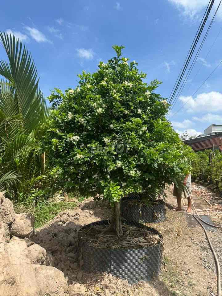 Cây Nguyệt quế lá xoắn hoa trùm 2m. Mua bán Cây cảnh, đồ trang trí tại Quận Bình Thuỷ Cần Thơ được đăng bởi Nhớ Nguyễn hình 1