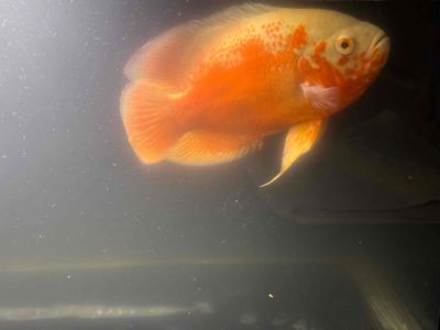 Pass combo hồ cá + đèn + lọc và Cá size 19cm