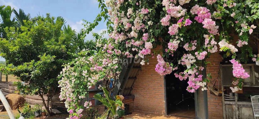 Nguyên căn Homestay 100k/1 đêm