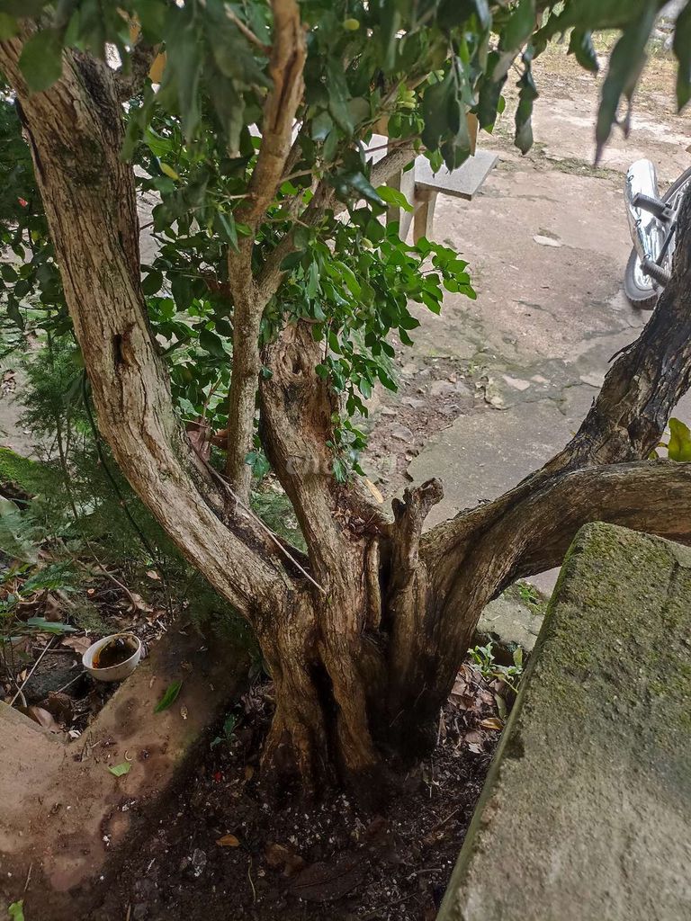 Cây mai 45 năm tuổi kích thước To méo sẹo. Mua bán Cây cảnh, đồ trang trí tại Huyện Ea Kar Đắk Lắk được đăng bởi Hugo PY hình 1