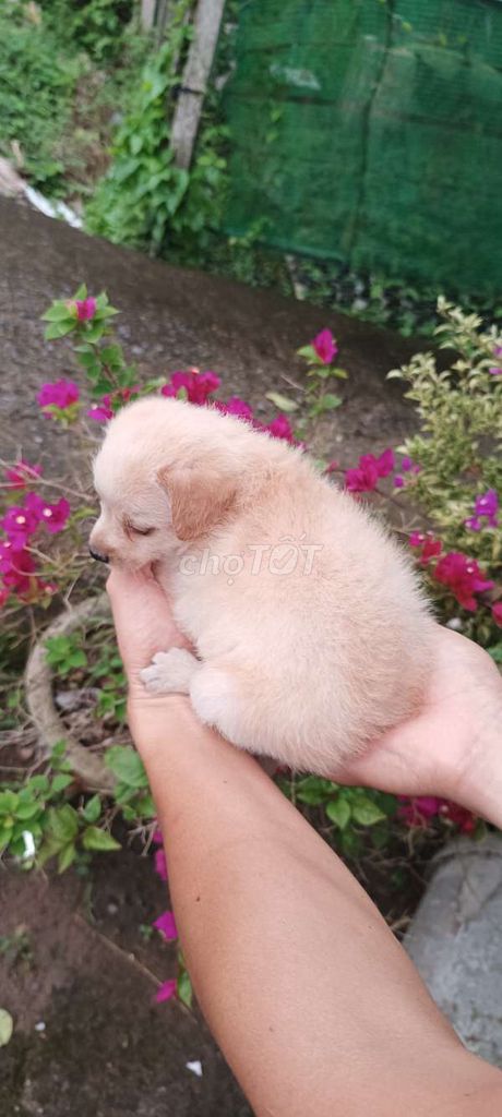Bé trai nhật lai. Mua bán Chó tại Huyện Phong Điền Cần Thơ được đăng bởi Cún Con  hình 1