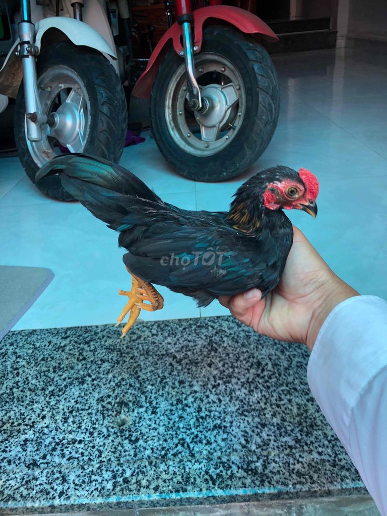 Gà tre trống đen. Mua bán Gà tại Huyện Nhà Bè Tp Hồ Chí Minh được đăng bởi LÊ VĂN GIÀU hình 1