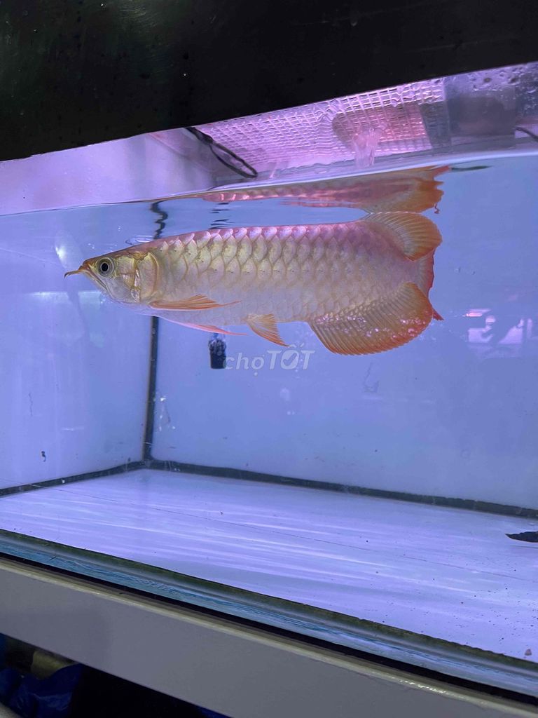 Huyết Long U30. Mua bán Thú cưng khác tại Quận Bình Tân Tp Hồ Chí Minh được đăng bởi Bình hình 3