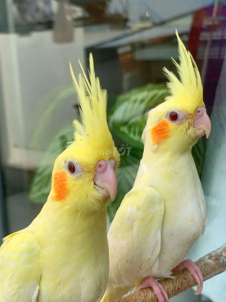 Vẹt cockatiel  trống vàng tập ăn thân thiện. Mua bán Chim tại Quận Gò Vấp Tp Hồ Chí Minh được đăng bởi Chim Vẹt Cảnh TPHCM hình 1