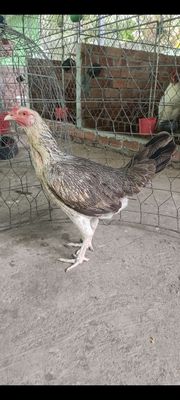 Mái Asil mỹ chuối 2ky9 bỏ so. Mua bán Gà tại Quận Cái Răng Cần Thơ được đăng bởi trại gà mỹ hậu Giang 