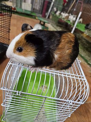 Chuột lang tam thể siêu đẹp 🐹