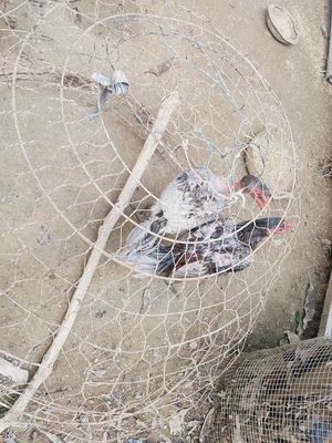 Gà chua chua. Mua bán Gà tại Huyện Hòa Vang Đà Nẵng được đăng bởi Nguyễn quyền