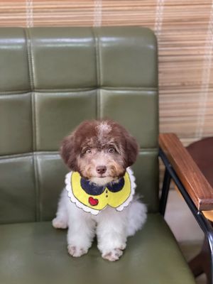 Poodle thuần chuẩn Đà Nẵng, màu đẹp, đã tiêm 2 mũi. Mua bán Chó tại Quận Thanh Khê Đà Nẵng được đăng bởi Thy Thy
