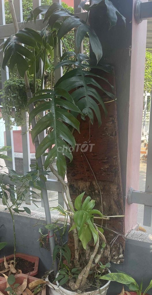 Cây cảnh Trầu bà lá xẻ Nam Mỹ Monstera. Mua bán Cây cảnh, đồ trang trí tại Thành phố Bà Rịa Bà Rịa - Vũng Tàu được đăng bởi jenna nguyen hình 1