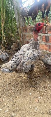 Gà dòng xám. Mua bán Gà tại Thị xã Bến Cát Bình Dương được đăng bởi tổ hi