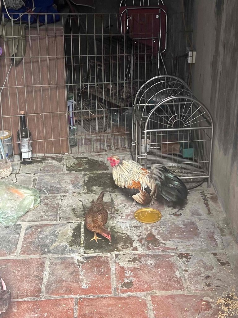Gà Đa Sắc Đực. Mua bán Gà tại Huyện Đan Phượng Hà Nội được đăng bởi Kiên Hữu hình 1