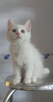 Mèo ald lai maine coon. Mua bán Mèo tại Thị xã Tân Uyên Bình Dương được đăng bởi Hạnh