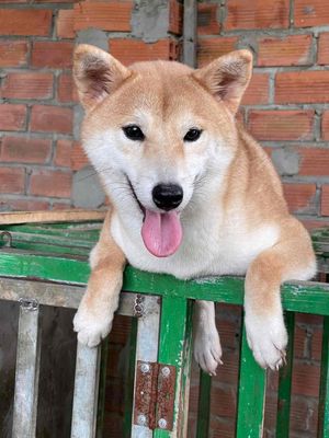 Shiba Inu