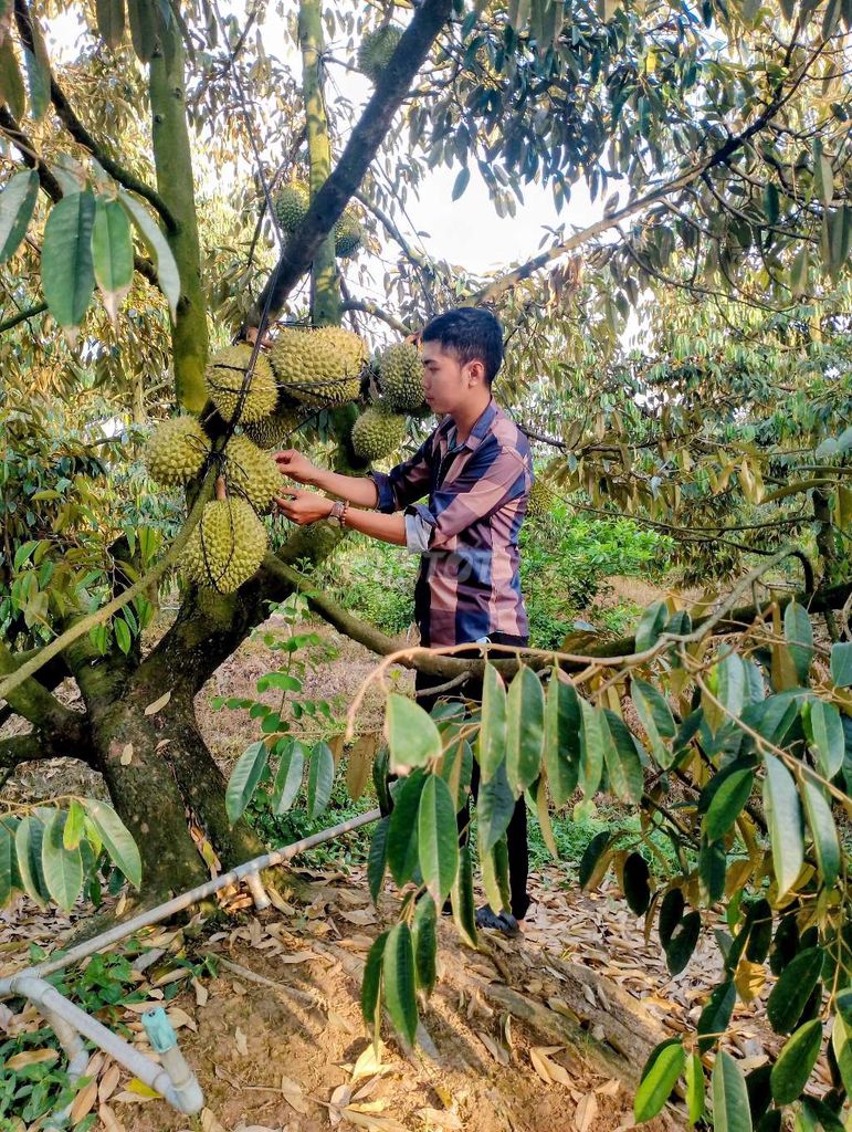 Sầu riêng Ri6 chín vườn nhà Bến Tre. Mua bán Đồ ăn, thực phẩm và các loại khác tại Huyện Bình Chánh Tp Hồ Chí Minh được đăng bởi Nhật Khoa hình 6