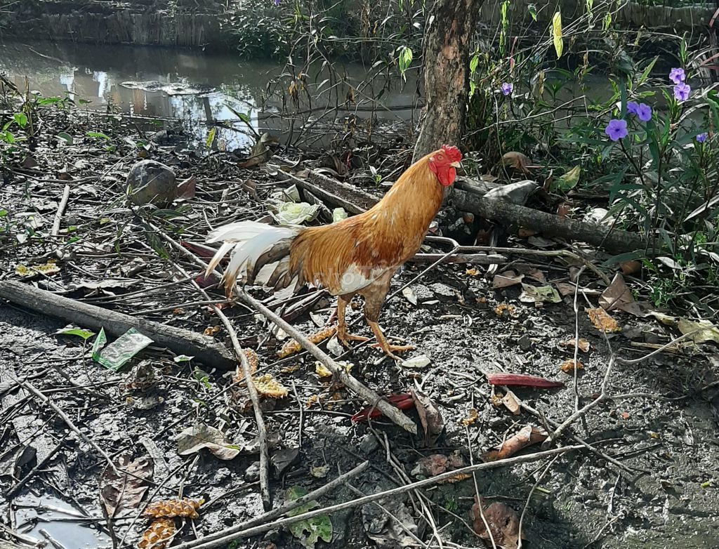 Gà nuôi thả vườn. Mua bán Gà tại Huyện Châu Thành Kiên Giang được đăng bởi Cóc Họt hình 1