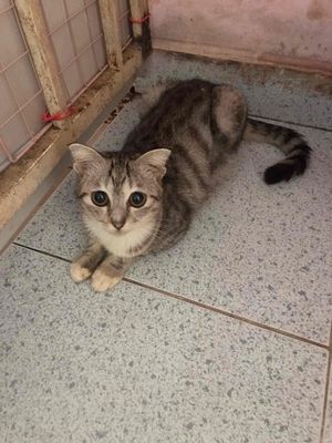 CHẬT NHÀ CHIA LẠI BÉ MÈO ANH LÔNG DÀI LAI, NGOAN L. Mua bán Mèo tại Thành phố Thủ Dầu Một Bình Dương được đăng bởi ĐÓNG PIN MÁY CÔNG CỤ NGUỒN LƯU TRỮ 12  48V