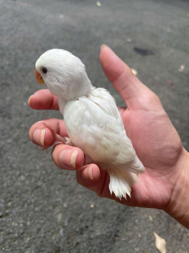 Chim lovebird non thuần