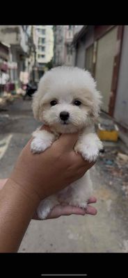 poodle tinycup xinh. Mua bán Chó tại Quận Tân Bình Tp Hồ Chí Minh được đăng bởi Minh vương