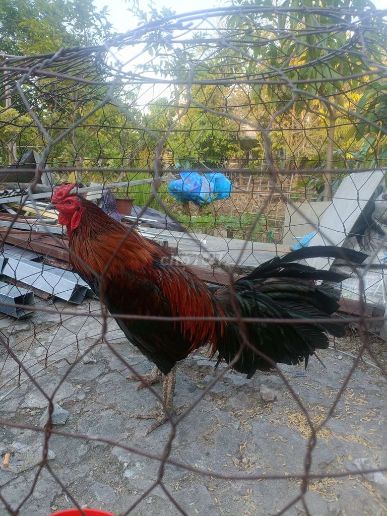 Que 3k4 gà mùa 1. Mua bán Gà tại Thành phố Long Xuyên An Giang được đăng bởi Tiến châu đốc hình 1