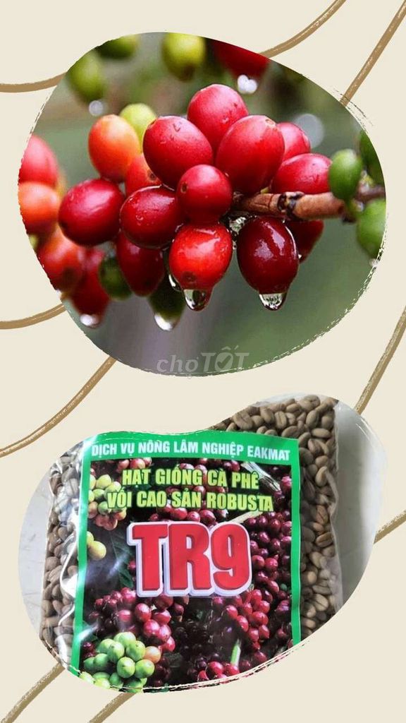 Hạt giống cà phê TR9