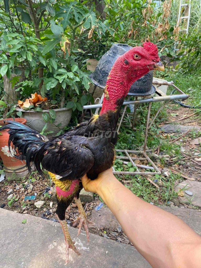ô 30. Mua bán Gà tại Huyện Krông Pắc Đắk Lắk được đăng bởi Vạn Sự Tuỳ Duyên hình 1