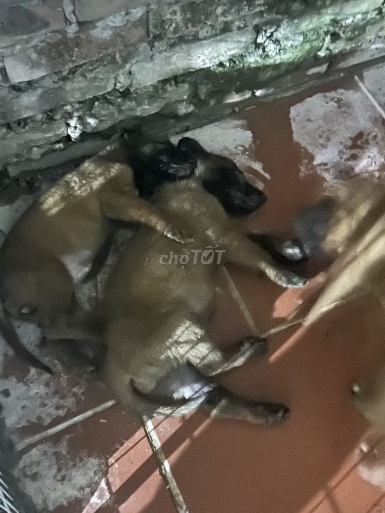 Chó con 45 ngày màu Nâu. Mua bán Chó tại Quận Hai Bà Trưng Hà Nội được đăng bởi Đạt Đinh hình 1