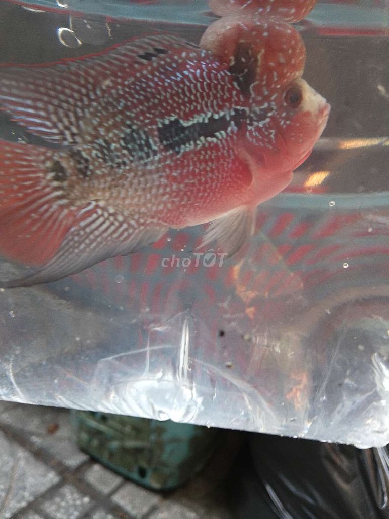 Cá la hán đỏ. Mua bán Thú cưng khác tại Quận Bình Tân Tp Hồ Chí Minh được đăng bởi Vo van kien hình 1
