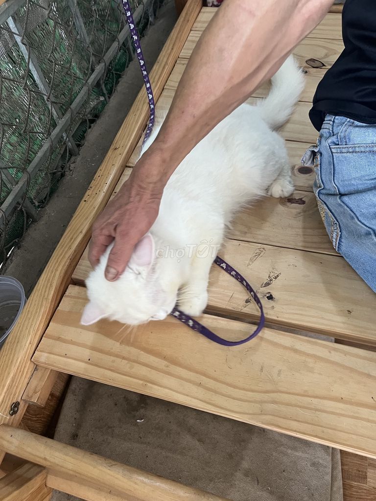 Mèo Anh lông dài Trắng đã tiêm. Mua bán Mèo tại Huyện Nhơn Trạch Đồng Nai được đăng bởi Hwi hình 1