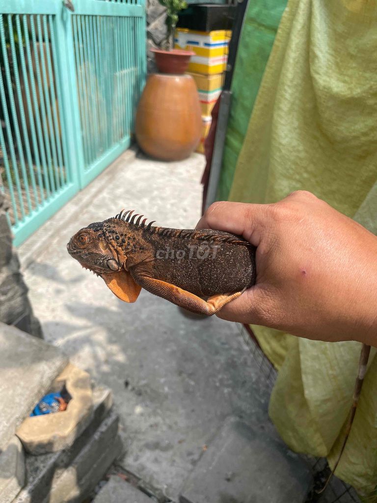 Rồng đỏ bao tật lỗi. Mua bán Thú cưng khác tại Quận Bình Tân Tp Hồ Chí Minh được đăng bởi Phương hình 1