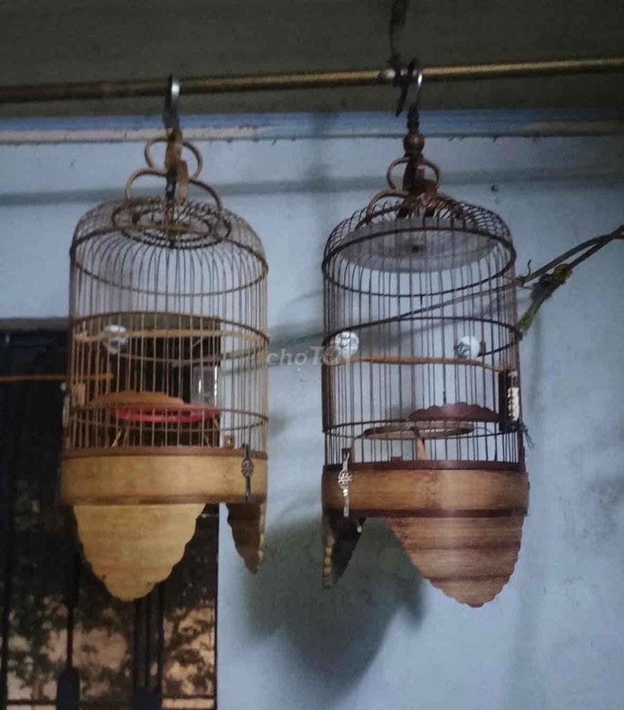 giao lưu chào mào hoặc bay