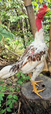 Gà đòn tơ gốc Bình Định Bướm chân vàng 3kg. Mua bán Gà tại Huyện Củ Chi Tp Hồ Chí Minh được đăng bởi Chicken Shop 