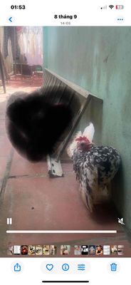 Lẻ đôi mái cho a e. Mua bán Gà tại Huyện Thanh Trì Hà Nội được đăng bởi Nguyễn Đình Kiên